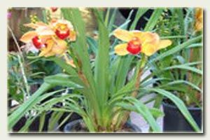 Imagem da Trilha de Orquídeas e Bromérias - Campos do Jordão.