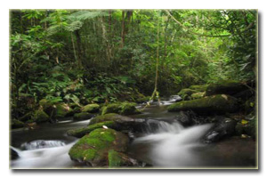 Foto da Serra da Bocaina - mata a dentro